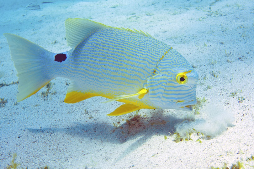 sea bream